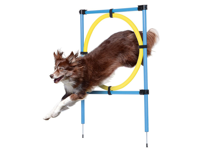 Gehe zu Vollbildansicht: ZOOFARI® Hundetrainings Set, mit Trainingsvideos, inklusive Transporttasche - Bild 9