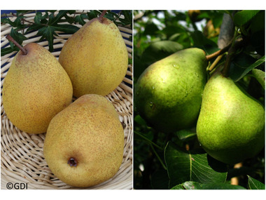 Birne »Williams Christ« und »Köstliche von Charneux«, 2 Pflanzen, Buschbaum,  süß-saftig | Obstbäume & Gemüsepflanzen