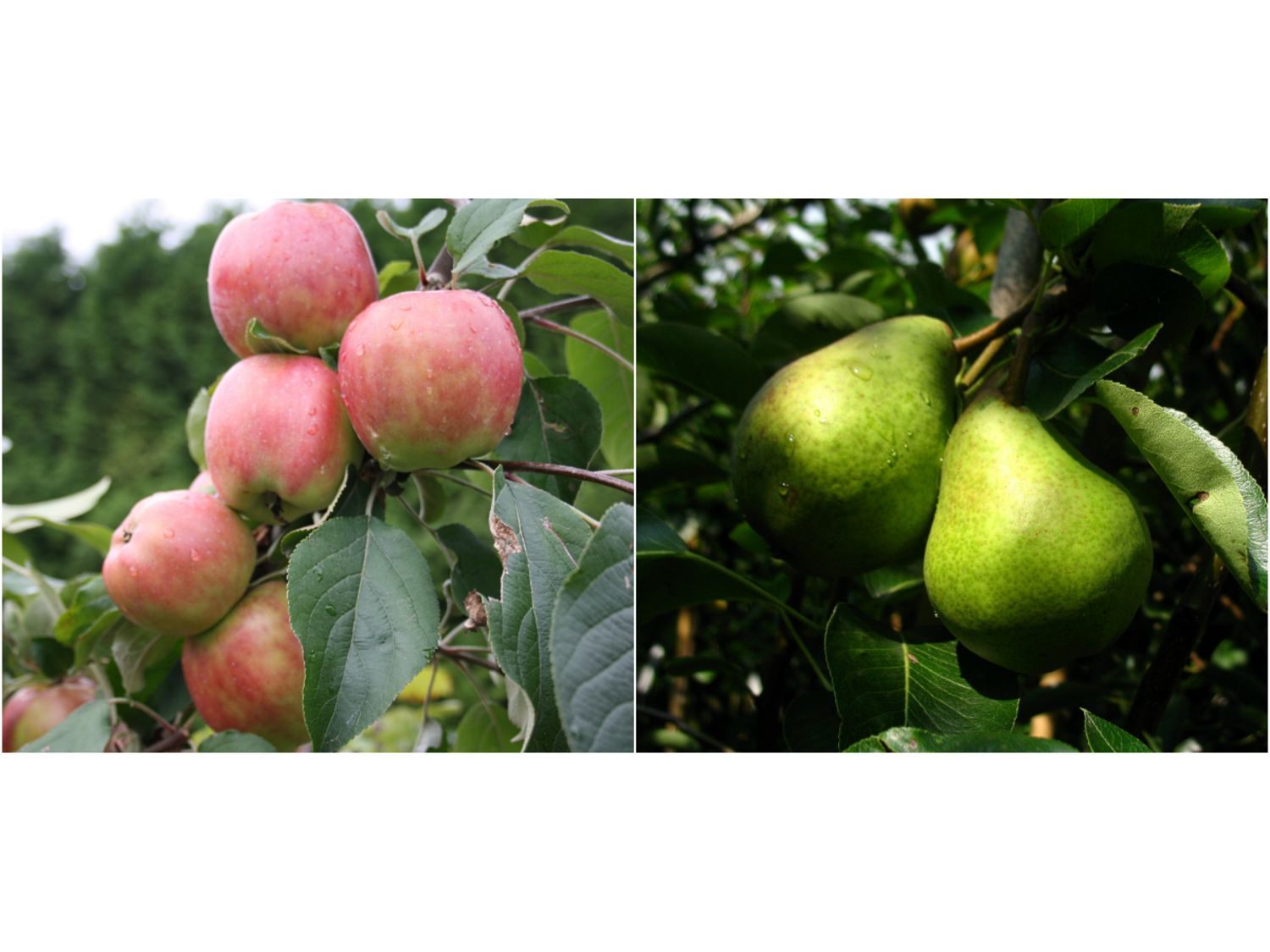 Apfel »Gravensteiner« und Birne »Williams Christ«, 2 Pflanzen, Buschbaum, winterhart