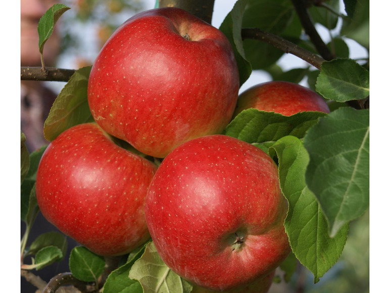 Gehe zu Vollbildansicht: Apfelbaum »Santana®«, Buschbaum, süß und saftig, gut für Allergiker geeignet, winterhart - Bild 1