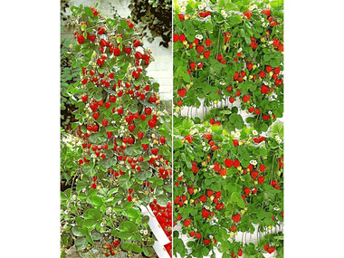 Hummi® Erdbeeren, 4 Pflanzen, lange Ernte, für Beet und Kübel, 140 cm - 150 cm Wuchshöhe