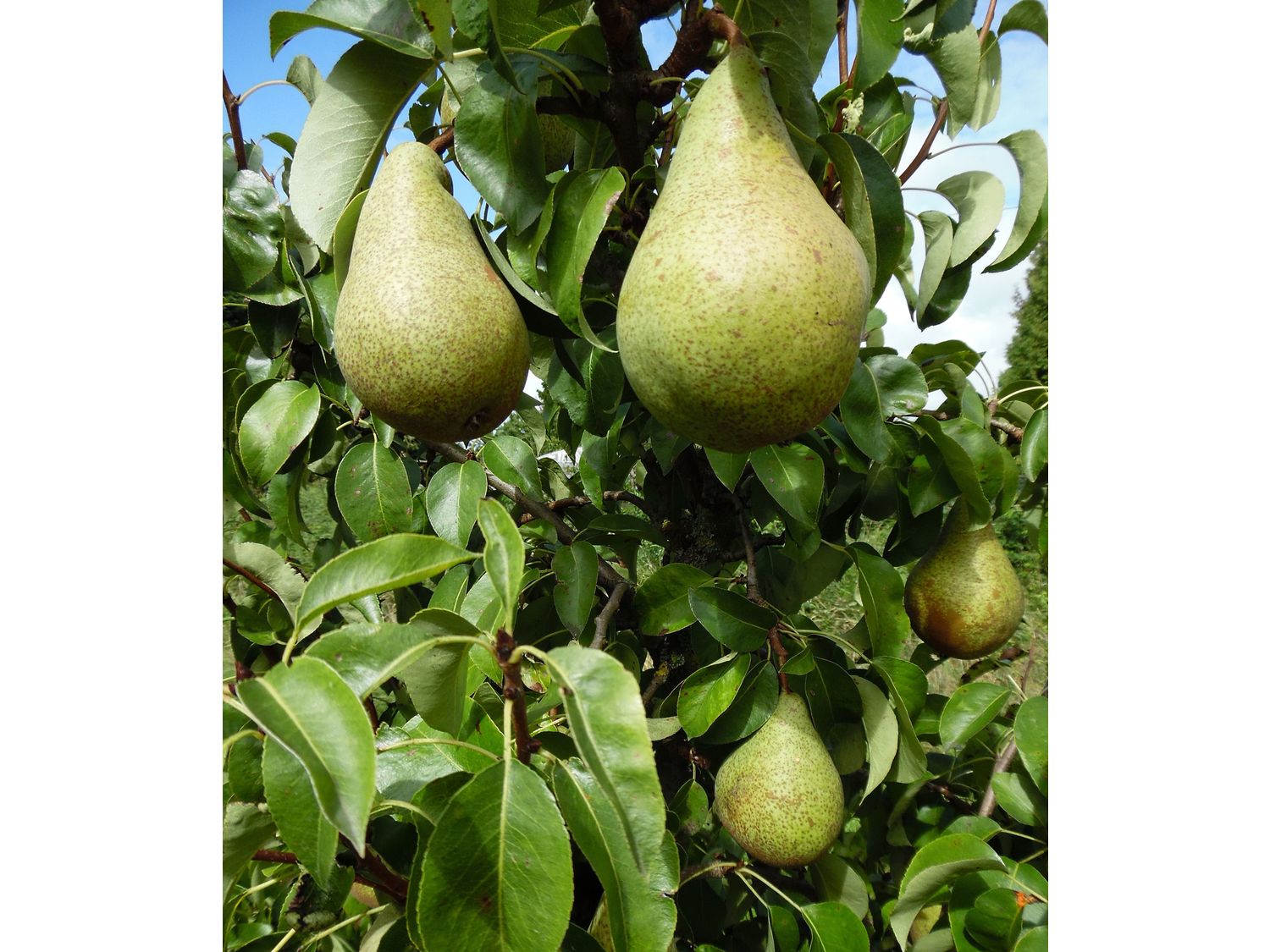 Thumbnail - Säulenbirne 'Condo'®, 1 Pflanze