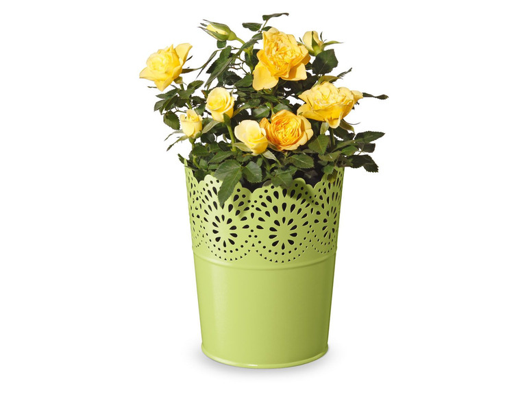Gehe zu Vollbildansicht: FLORABEST Blumentöpfe, mit wasserdichtem Metallgefäß - Bild 11