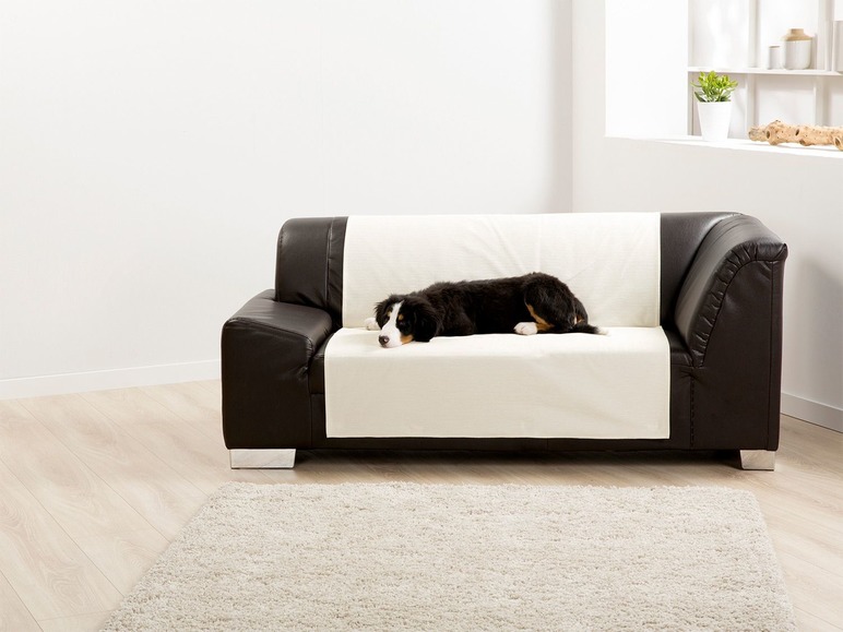 Ein Welpe liegt auf einem Ledersofa mit einem Schutzbezug.