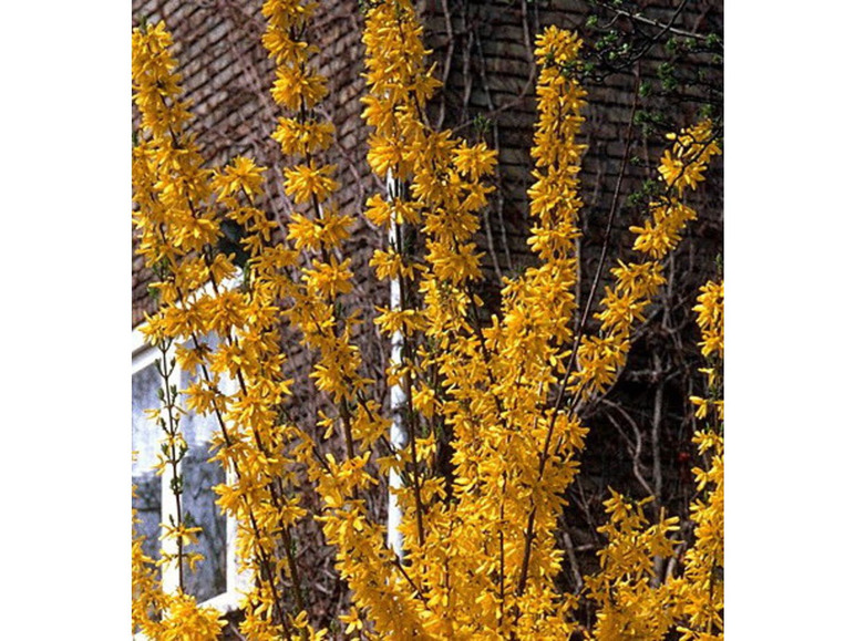Gehe zu Vollbildansicht: Goldglöckchen-Strauch (Forsythia) in XL, 2 Pflanzen - Bild 2