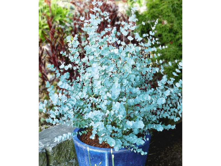 Gehe zu Vollbildansicht: Winterharter Eukalyptus & Winterharte Passionsblume, 2 Pflanzen - Bild 2