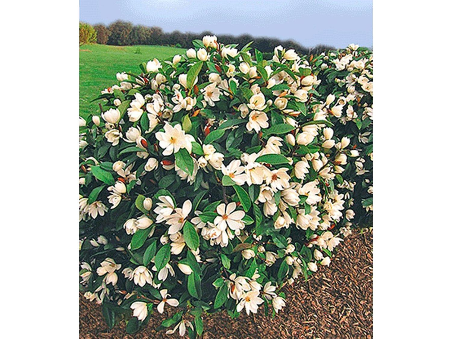 Duft-Magnolien-Hecke Fairy 1 Pflanze Michelia Fairy Magnolia® Heckenpflanze