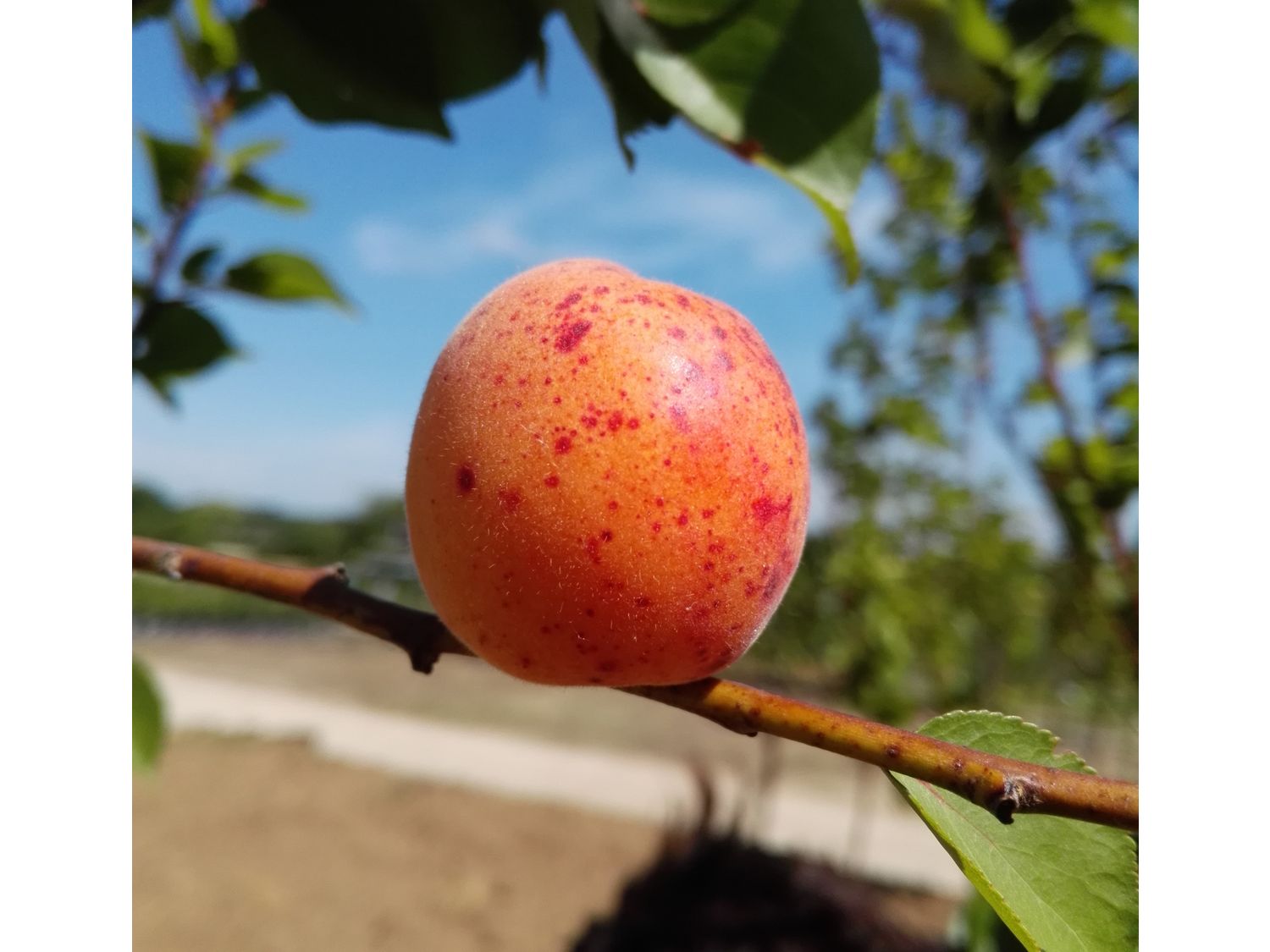 Aprikose ‚Bergeron‘, Buschbaum | 04250697201853 Aprikose ‚Bergeron‘, Buschbaum | 04250697201853