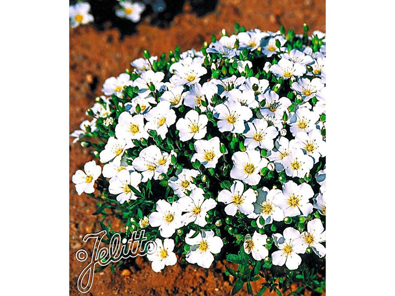 Gehe zu Vollbildansicht: Bodendecker winterharte Bergsandblume, 3 Pflanzen Arenaria montana - Bild 1