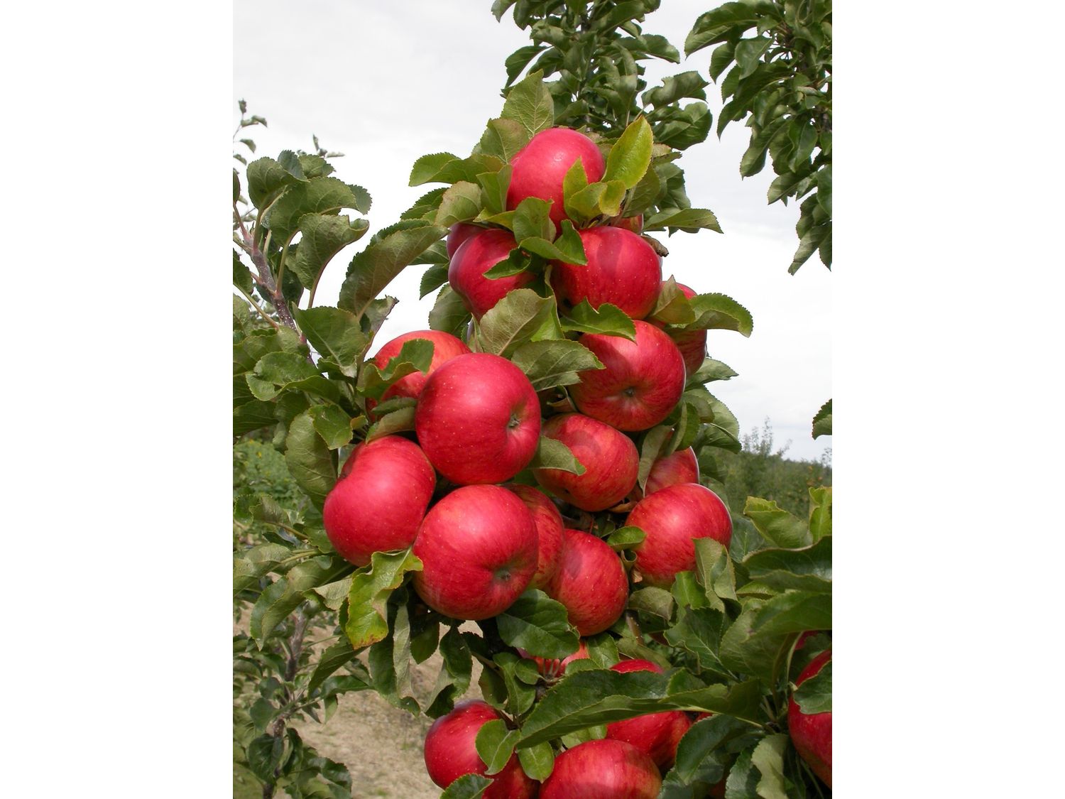 Apfel »Sonate«, Säulenobst, 60 cm schmale Wuchsbreite, winterhart, schorftolerant | 04250697203727