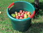 Ein grüner Plastikeimer mit roten Griffen, gefüllt mit Äpfeln.