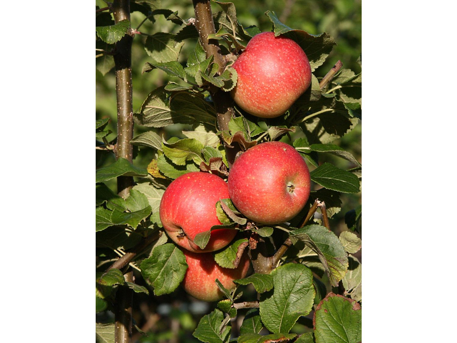 Apfel ‚Alkmene‘, Spindel, langsam und schlank wachsend | 04250697224319