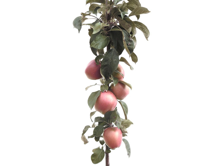 Gehe zu Vollbildansicht: Apfelbaum »Starcats«, Säulenobst, Malus domestica, süßsäuerlich, winterhart, mehrjährig - Bild 2