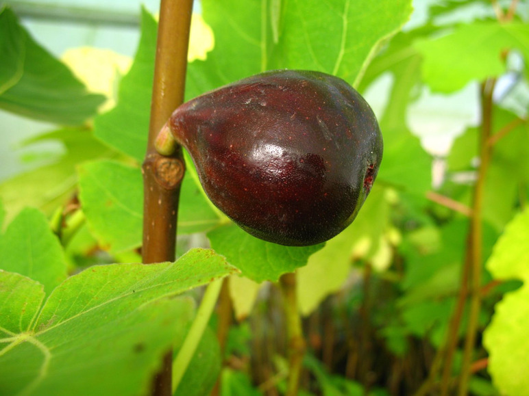 Gehe zu Vollbildansicht: Feige »Noire de Bellon«, Obstbaum, selbstfruchtend, gut geeignet für Kübelbepflanzung - Bild 1