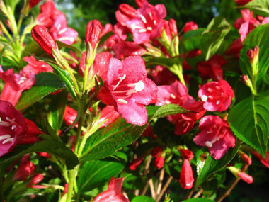 rot 5 Pflanzen \'Bristol blühend, Weigelienhecke Ruby\',