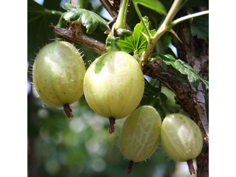 Reife grüne Stachelbeeren hängen an einem Zweig.