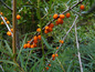 Orange Beeren an einem Strauch mit grünen Blättern.