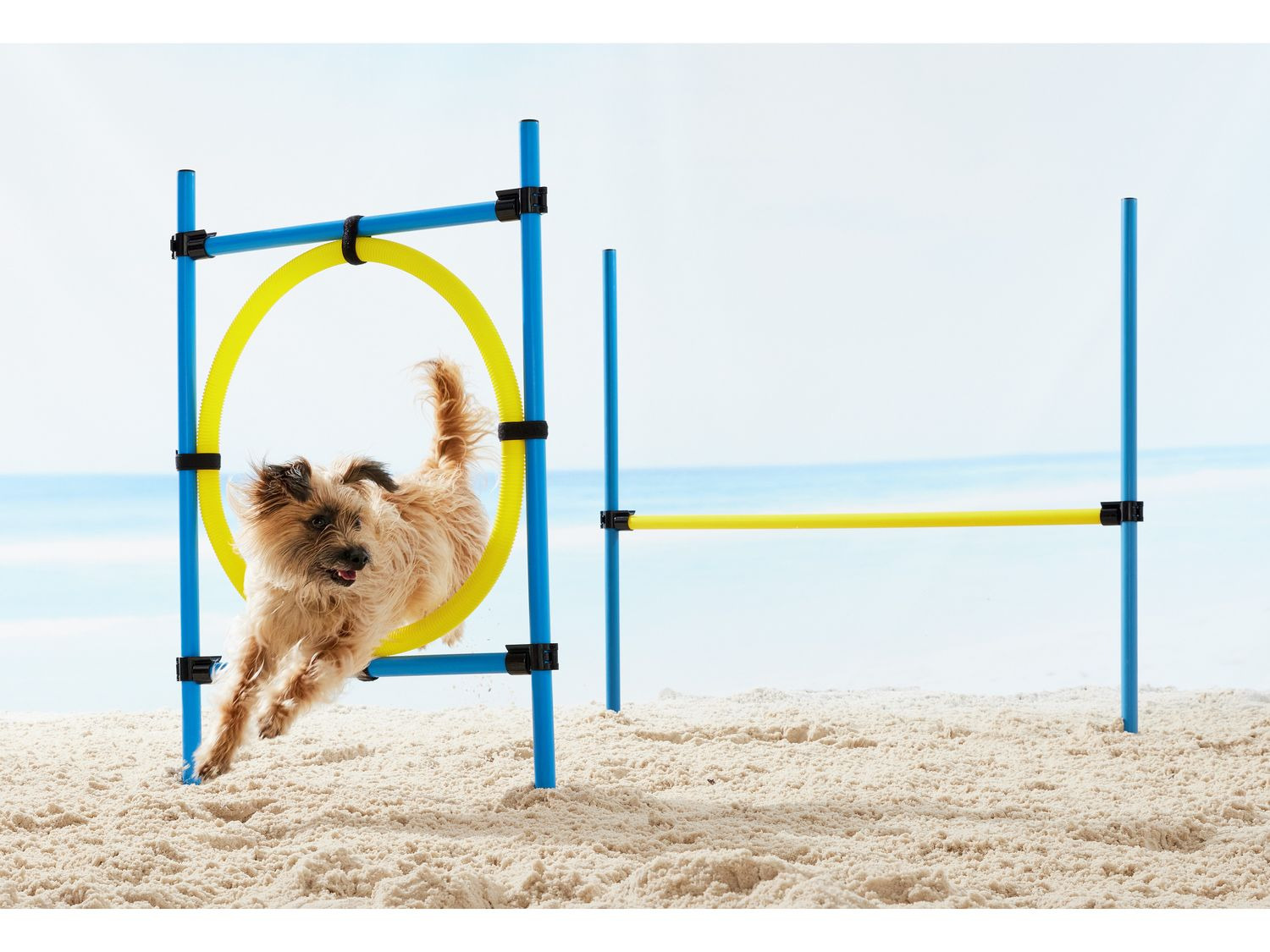 Senatet strategi dæk zoofari® Hunde Agility Set online kaufen | LIDL
