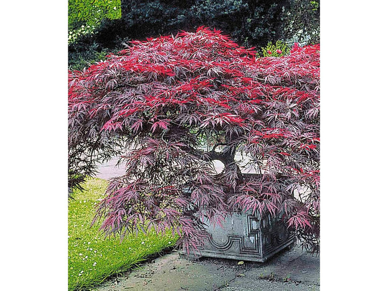 Gehe zu Vollbildansicht: Japanische Ahorn-Kollektion winterhart, 2 Pflanzen im Mix Acer palmatum - Bild 6
