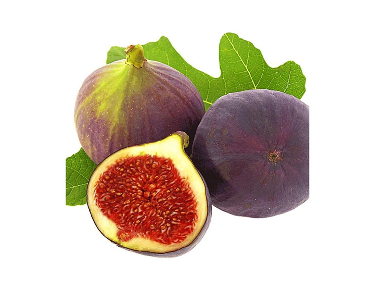 Gehe zu Vollbildansicht: Frucht-Feige Rouge de Bordeaux klein,1 Pflanze Ficus carica Feigenbaum - Bild 4