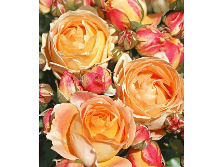 Gehe zu Vollbildansicht: Beet-Rose Dolce Vita®,1 Pflanze - Bild 2