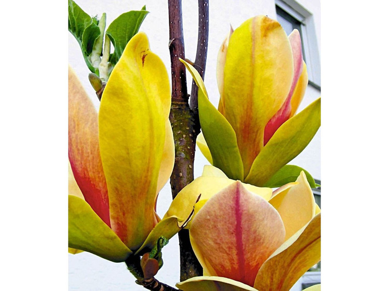 Gehe zu Vollbildansicht: Magnolie Sunsation 1 Pflanze Magnolia brooklynensis - Bild 2