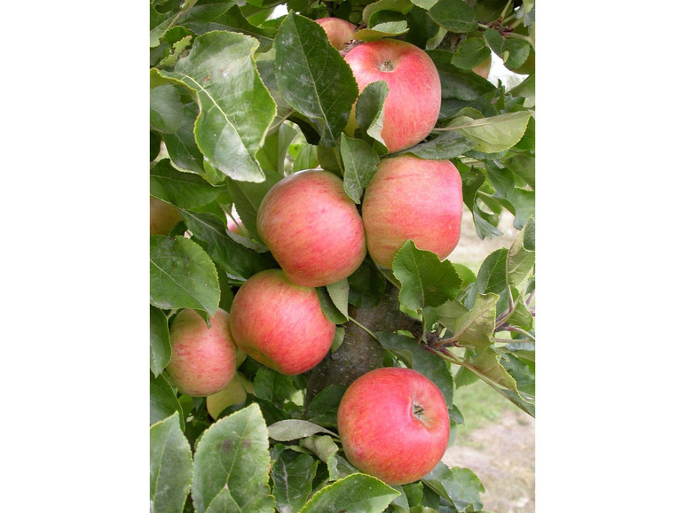 Apfel »Rhapsodie«, Säulenobst, 60 cm schmale Wuchsbreite, schorftolerant und winterhart | Obstbäume & Gemüsepflanzen
