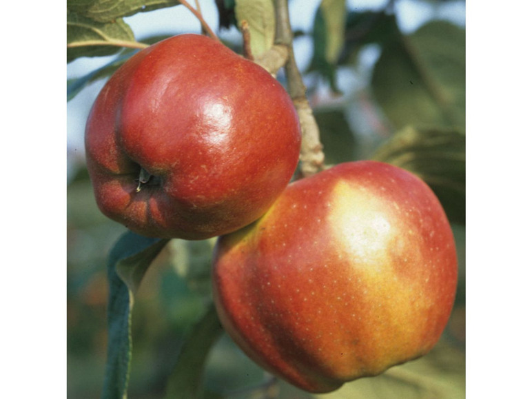 Gehe zu Vollbildansicht: Apfelbaum-Klassiker im 2er Set: 'Rote Sternrenette' + 'Finkenwerder Herbstprinz' - Bild 2