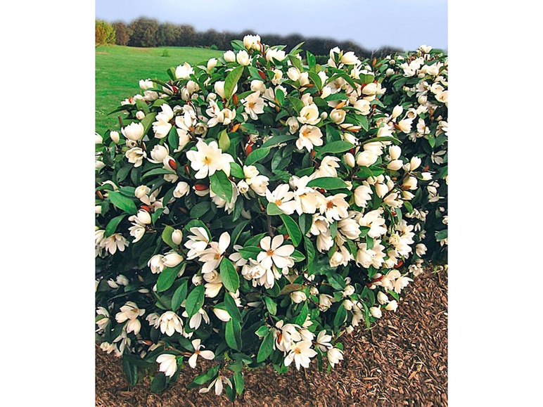Gehe zu Vollbildansicht: Duft-Magnolien-Hecke Fairy,1 Pflanze Michelia Fairy Magnolia® Heckenpflanze - Bild 2