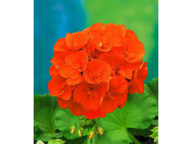 Gehe zu Vollbildansicht: Balkon-Geranie Mandarin®,3 Pflanzen Pelargonium zonale - Bild 1
