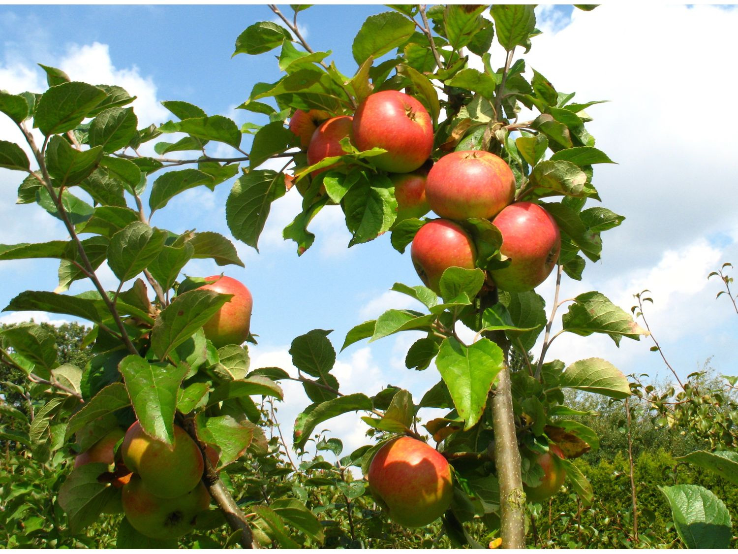Apfelbaum »Alkmene« und süß-… »James Sorten, Grieve«, 2