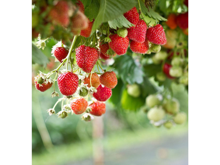 Gehe zu Vollbildansicht: Hummi® Klettererdbeere, 3 Pflanzen, gut geeignet für Beet und Kübel, lange Erntezeit - Bild 2