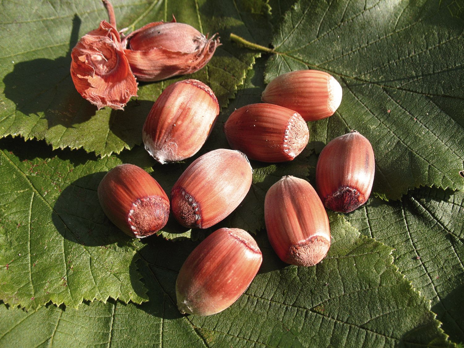 Haselnussbaum »Rote Zellernuss«, mittelgroße Nüsse, mi…