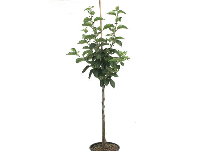 Gehe zu Vollbildansicht: Weißer Klarapfel, winterhart, 100 cm Lieferhöhe, 1 Pflanze - Bild 2