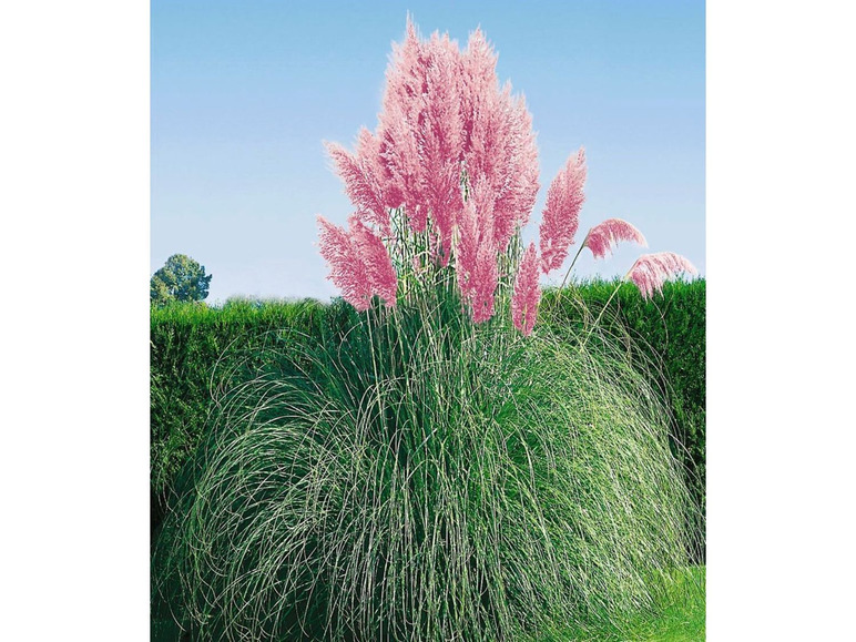Gehe zu Vollbildansicht: Rosa Pampasgras, 1 Pflanze Cortaderia - Bild 1