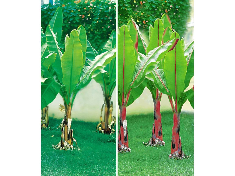 Gehe zu Vollbildansicht: Winterharte-Bananen-Kollektion,2 Pflanzen - Bild 2