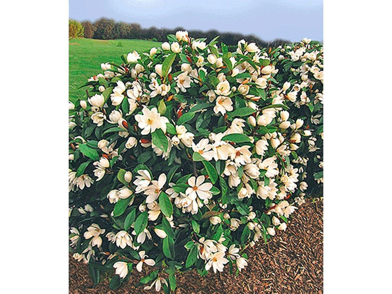 Gehe zu Vollbildansicht: Duft-Magnolien-Hecke Fairy,1 Pflanze Michelia Fairy Magnolia® Heckenpflanze - Bild 1