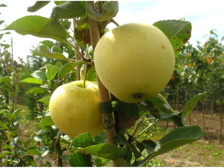 Gehe zu Vollbildansicht: Apfelbaum-Set »Alte Sorten«, 3 Obstbäume, frühe bis späte Ernten, regelmäßig hohe Erträge - Bild 3