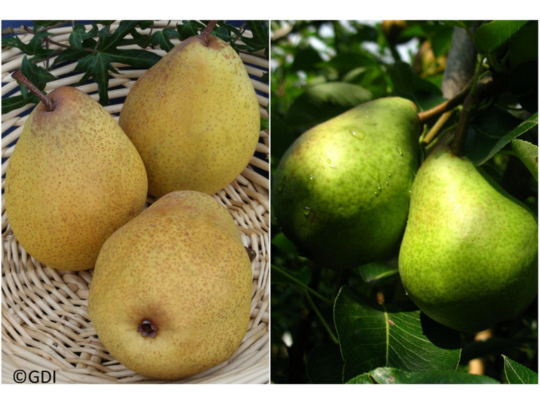 Einkaufsliste Charneux«, Pflanzen, »Williams »Köstliche Buschbaum, 2 Birne süß-saftig von Christ« und