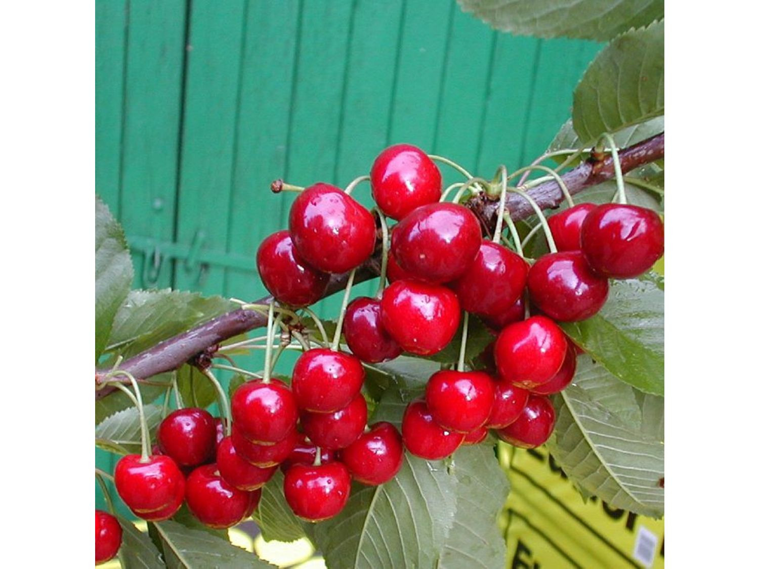 Süßkirsche selbstfruchtend saftig »Sunburst« hohe regelmäßig Erträge süß Buschbaum und