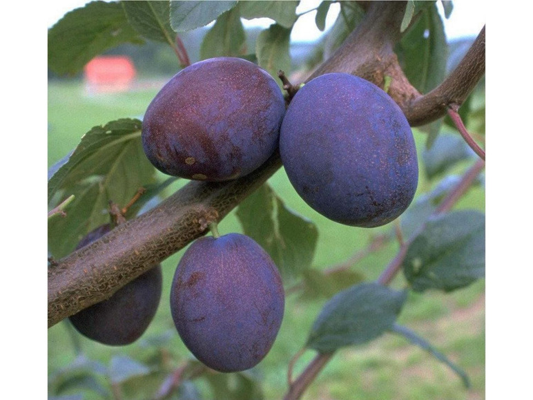 Wangenheims Frühzwetsche, robust, 5 m Wuchshöhe, 5 Liter Container, 1 Pflanze | Obstbäume & Gemüsepflanzen