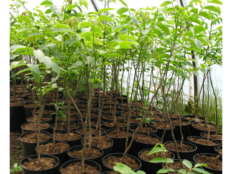 Eine Reihe junger Walnussbäume in Töpfen.