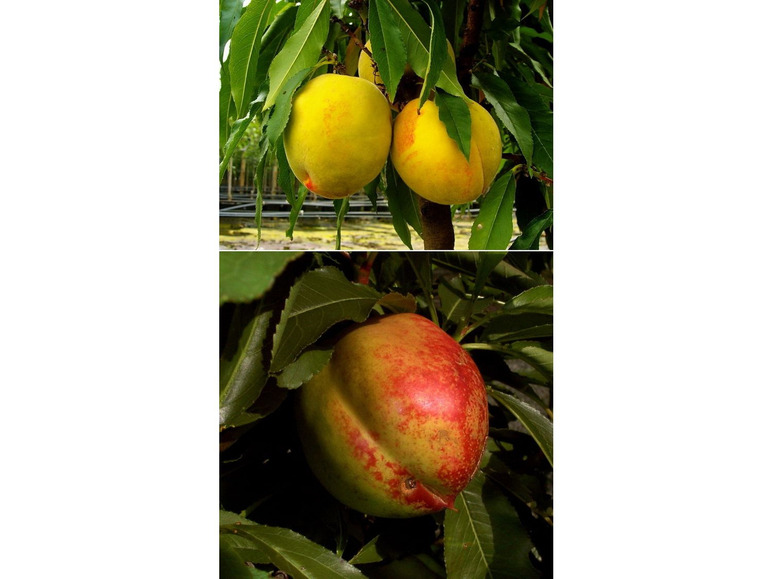 Gehe zu Vollbildansicht: Zwergobstbaum, Pfirsich »Bonanza« und Nektarine »Redgold«, 2 Pflanzen je im 5 Liter Topf - Bild 1