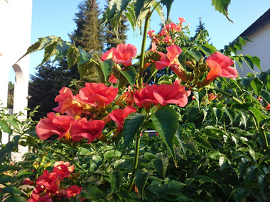 Trompetenblume Mme Galen®