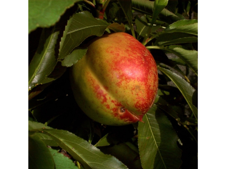 Gehe zu Vollbildansicht: Zwergobstbaum, Pfirsich »Bonanza« und Nektarine »Redgold«, 2 Pflanzen je im 5 Liter Topf - Bild 4