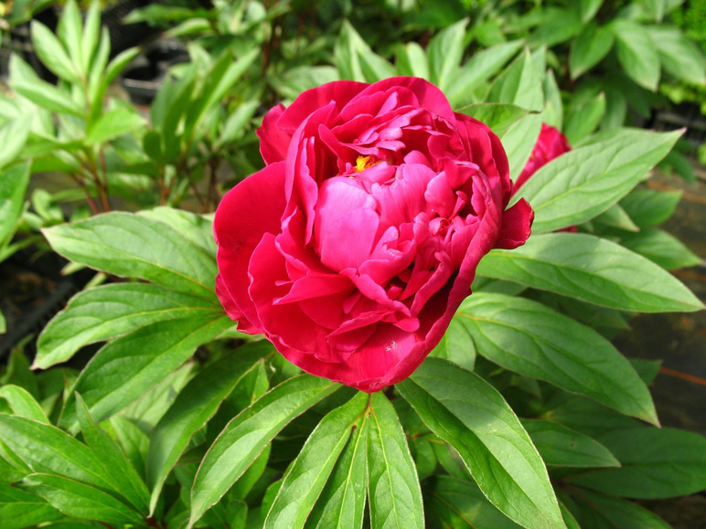 Gehe zu Vollbildansicht: Edel-Pfingstrosen 2er Set, rot und rosa blühend, 2 XL-Pflanzen - Bild 1