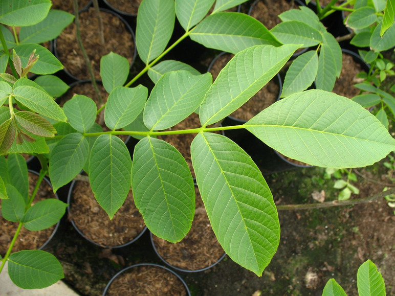 Grüne Blätter eines Walnussbaums in Töpfen.