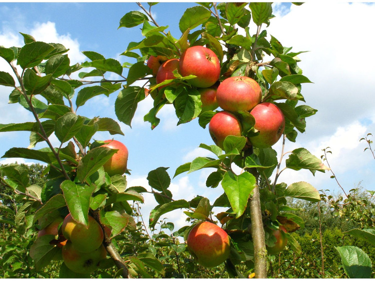 Rote Äpfel an einem Baum im Sommer.