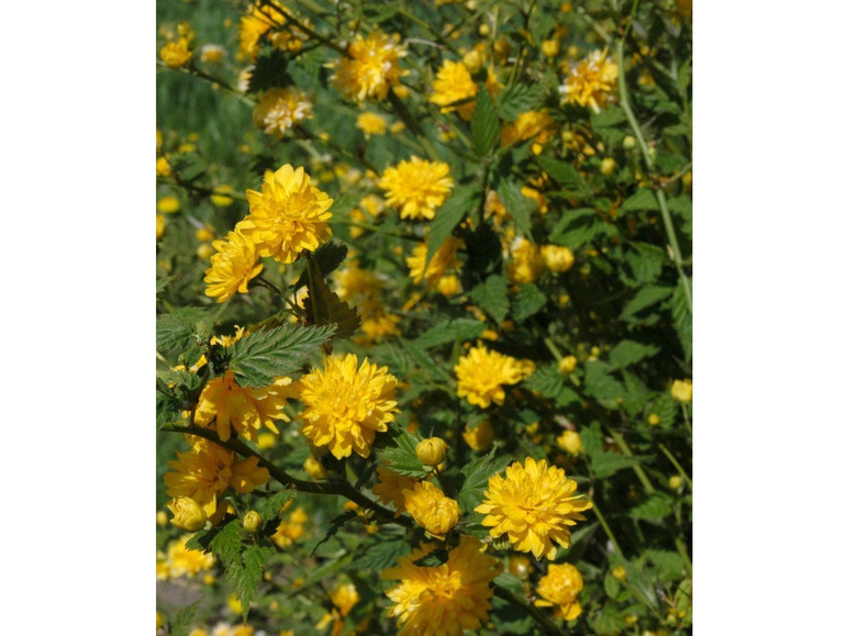 Strauch mit gelben Blüten in voller Blüte.