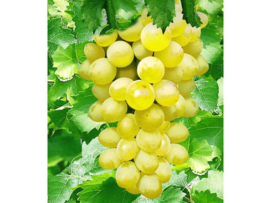 Tafel-Trauben »New York®«, Weinreben, kernlos, sehr winterhart, 300 - 750 cm Wuchshöhe